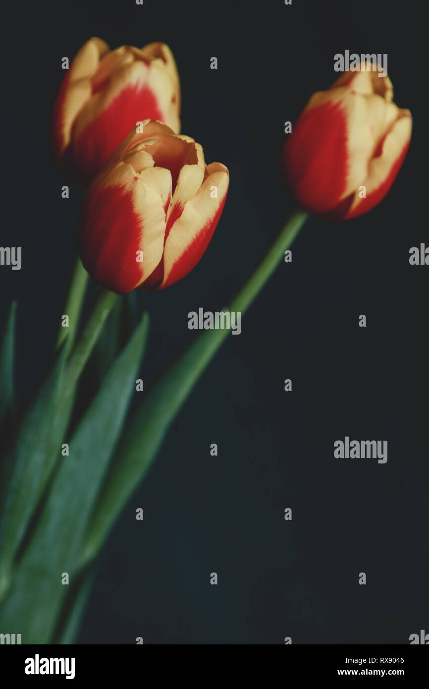 Schönen Frühling Tulpen auf einem Hintergrund im Studio Stockfoto