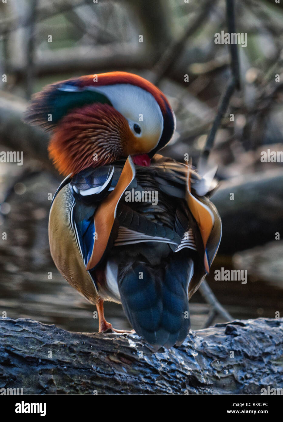 Mandarin Ente Stockfoto