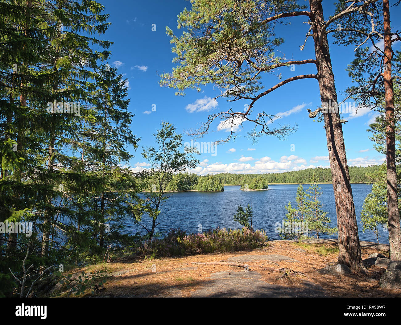 Idyllische finnische Sommer See Szene an Teijo Wanderweg in Salo, Finnland. Big Tree und der Matildajarvi See im Hintergrund. Stockfoto