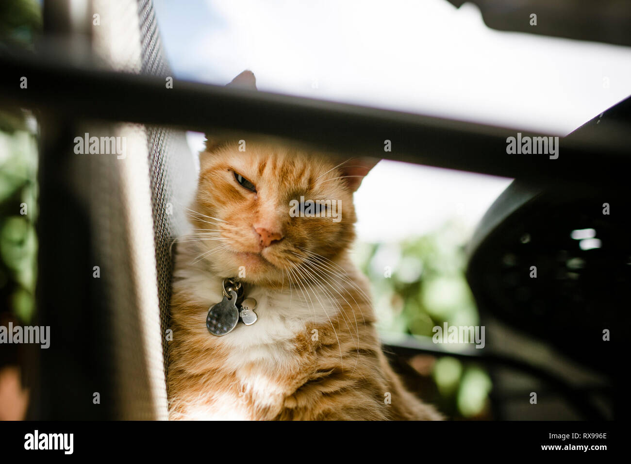 Low Angle Portrait von Ingwer Katze sitzt auf Stuhl gegen Sky Stockfoto