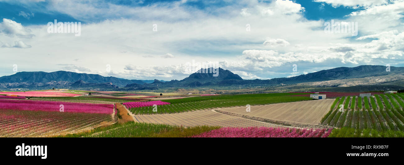 Freigeschnittenes Panoramabild leuchtend rosafarbene Obstgärten in Blüte. Felder mit blühendem Pfirsich, Pflaumennektarinenbäumen Obstbäume, Bergkette, Cieza, Spanien Stockfoto