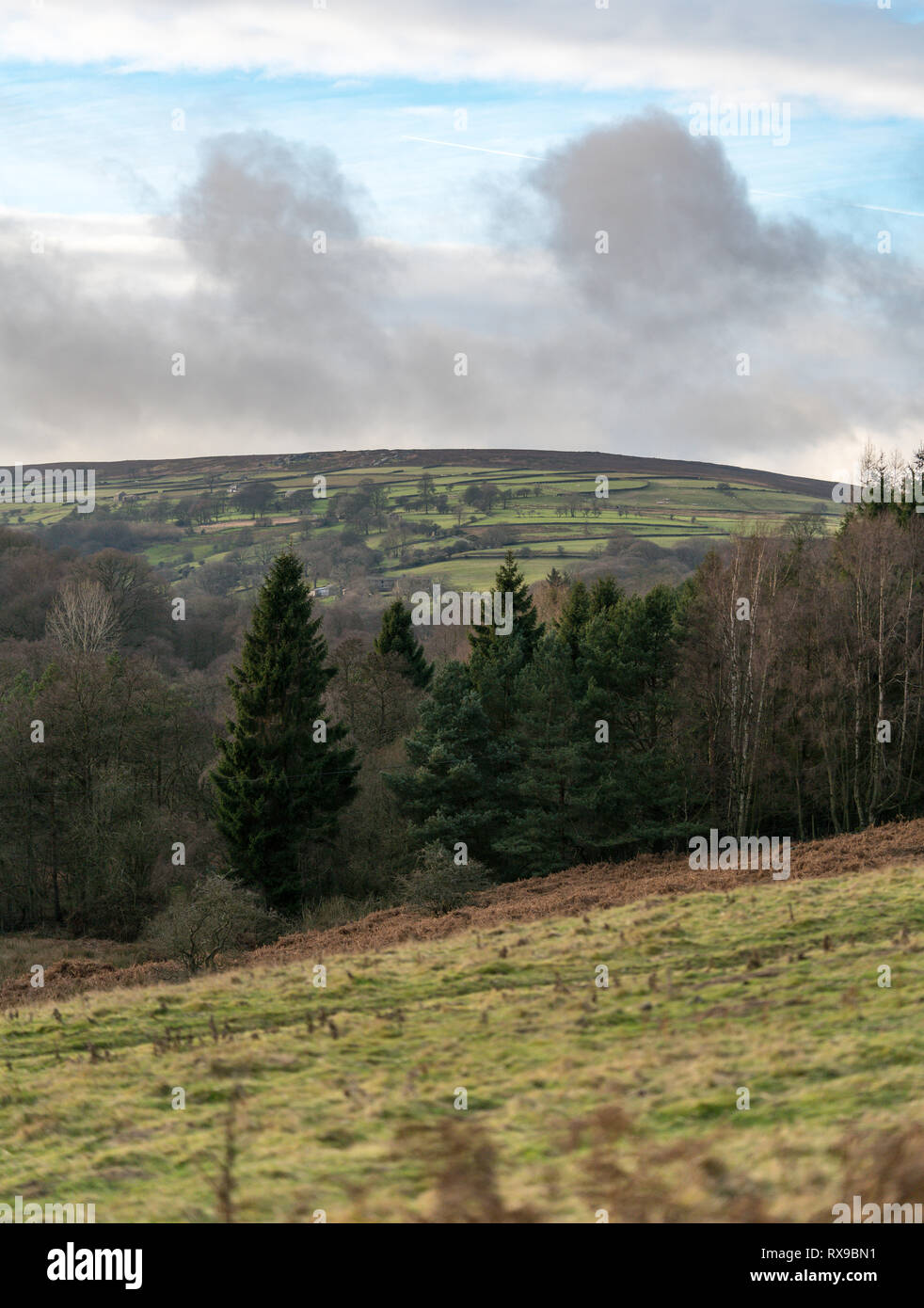 Wald landschaft in Yorkshire Dales Stockfoto