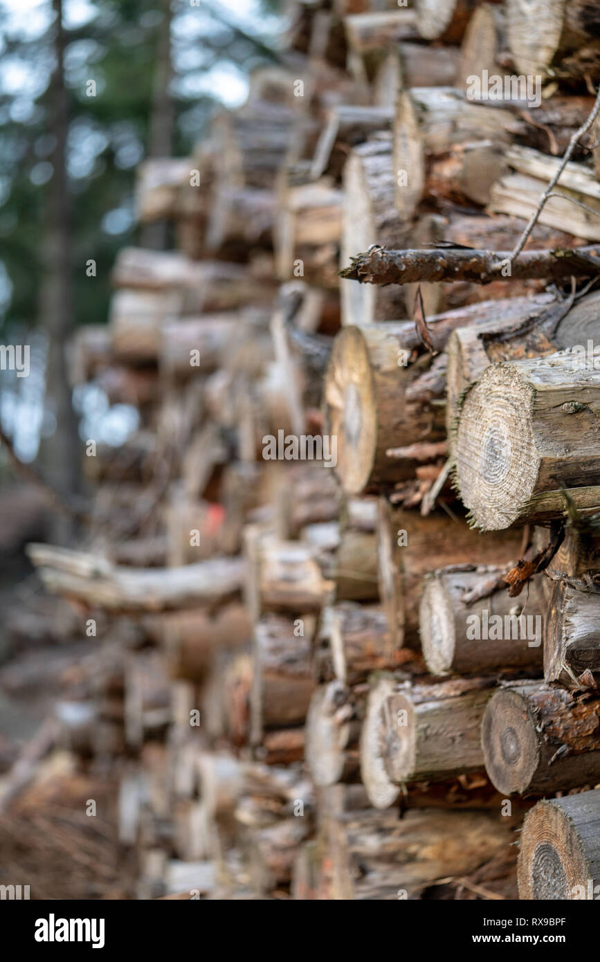 Stapel der Protokolle im Wald Stockfoto