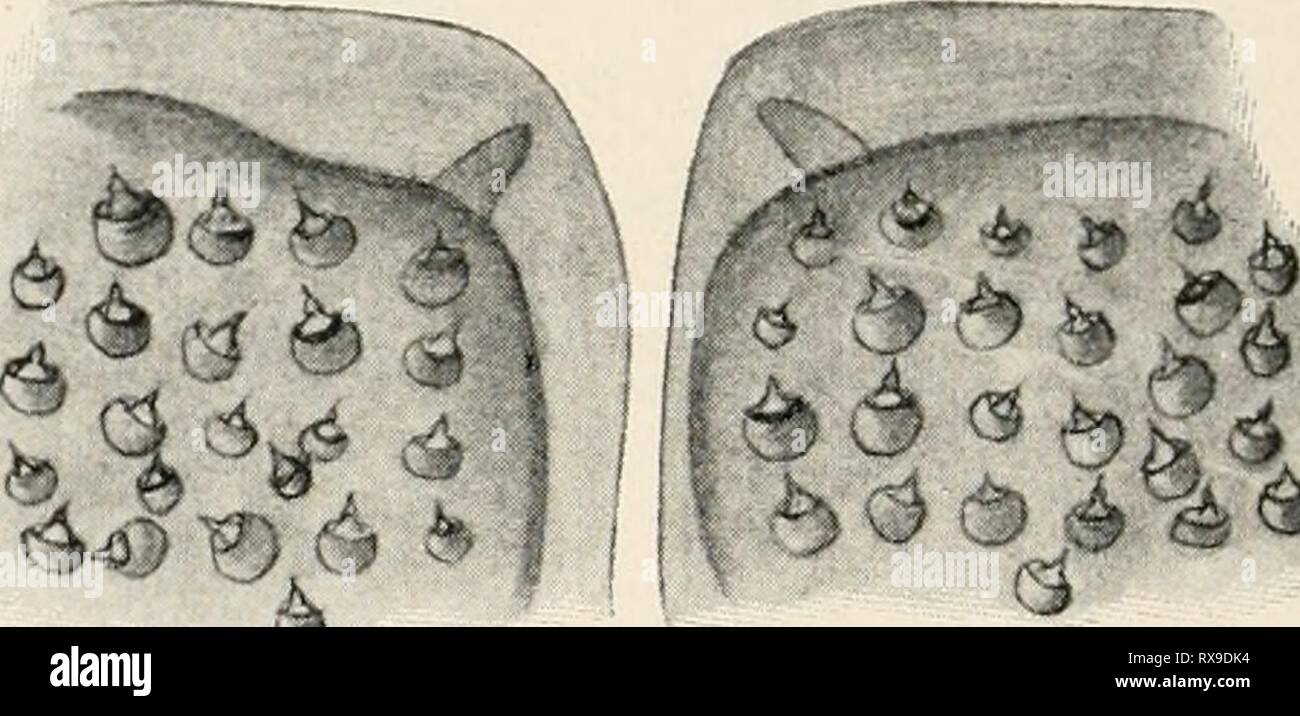 Einführung in die Biologie (1912) Einführung in die Biologie einfhrungindie 00 maas Jahr: 1912 6 Abb. 163. Geschmacksknospen aus dem Abhang einer Zungenpapille des Menschen (/ Ebner). Abb. 164. Aus den oberen Mundteilen Geschmacksgrubenfelder des Wasserkäfers. Tiefte derartige Geschmacksbezirke in der Mundhöhle, und ähnliche Ge-schmacksscheiben Werdener Auch bei Fischen nachgewiesen. Eine besonders interessante Verwirklichung von Geschmacksorganen findet sich bei den Kämpfen, bei denen ja schon infolge ihres Land- und Luftlebens Geschmack von Geruch getrennt werden kann, und der nicht Geschma Stockfoto