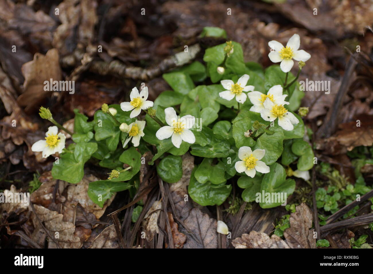 Caltha palustris var. Alba an Clyne Gärten, Swansea, Wales, UK. Stockfoto