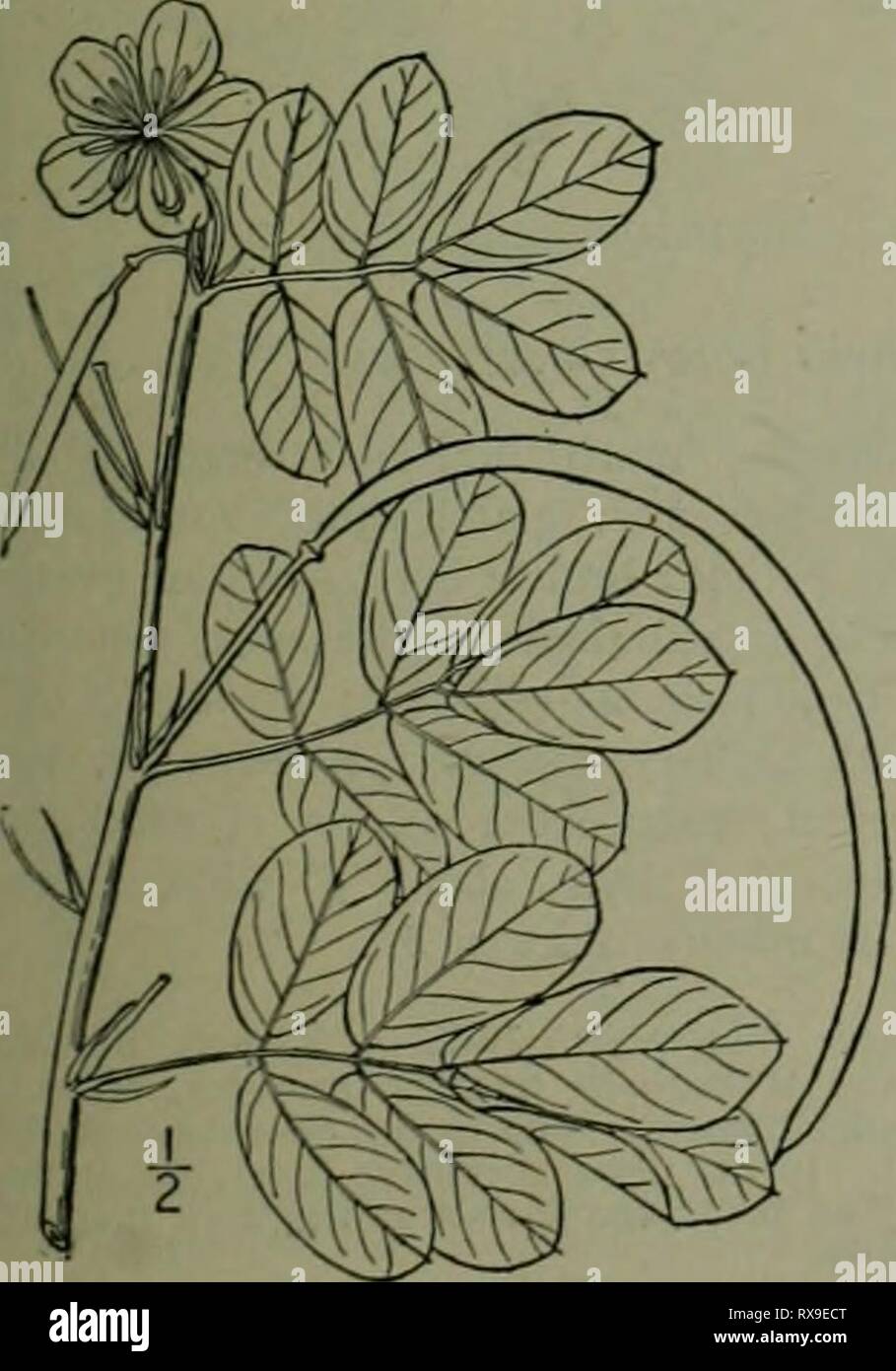 Eine Illustrierte Flora der Eine Illustrierte Flora von der nördlichen USA, Kanada und die britischen Besitzungen: von Neufundland zu den Parallelen der südlichen Grenze von Virginia und vom Atlantik westwärts nach dem 102 Meridian ed2illustratedflo 02 brit Jahr: 1913 SENXA FAMILIE. I. Cercis canadensis L. Rot-bud. - Amer ican Judas - Baum. Abb. 2436. Cercis canadensis L, Sp. PI. 374. 1753. Ein Baum, mit der grössten Höhe von ca. 50° und Stammdurchmesser von 1°, oder oft Strauchigen. Nebenblätter membranöse, Klein, caducous; Blätter einfach, petioled, herzförmige - Orbicular, stumpf-spitz, eher dick, Stockfoto