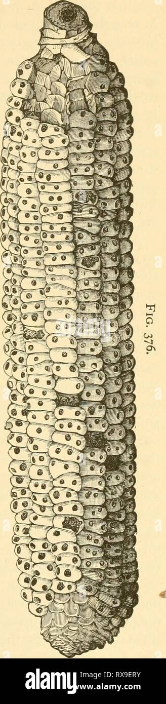 Ökonomische Entomologie für den Landwirt wirtschaftliche Entomologie für den Landwirt und Winzer economicentomolo01 smit Jahr: 1906 ^ Stockfoto