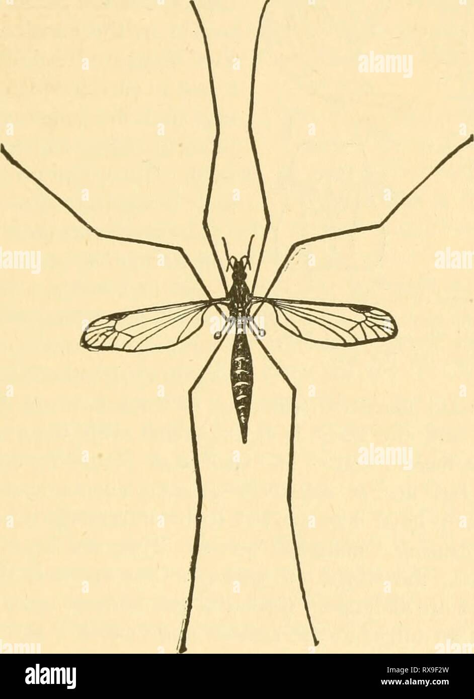 Ökonomische Entomologie für den Landwirt wirtschaftliche Entomologie für den Landwirt und Winzer economicentomolo01 smit Jahr: 1906 das Insekt der Welt. 331 und die Flügel sind schmal, so dass das Insekt in ap ist umständlich - pearance sowie in Ruhe wie in seinen Flug, der langsam und schwer. Die Fliegen sind am häufigsten in niedriger, rang Wiesen oder entlang von Gräben oder träge Streams gesehen, fliegende vorzugsweise während der Morgen- und späten Nachmittagsstunden. Die Larven sind schlank, Cylin-Abb. 380. Ein Kran-fly, Pachyrrhina Arten. drical, etwas WORM-like, eines äußerst harten, ledrigen Textur und Leben im Untergrund Stockfoto