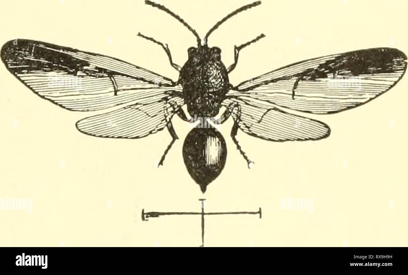 Ökonomische Entomologie für den Landwirt wirtschaftliche Entomologie ...