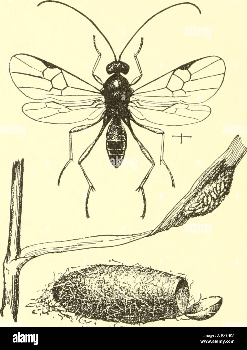 Ökonomische Entomologie für den Landwirt wirtschaftliche Entomologie für den Landwirt und der Obstbauer, und für die Verwendung als Text-Buch in der landwirtschaftlichen Schulen und Hochschulen; economicentomolo 00 smit Jahr: 1906 384 eine ökonomische Entomologie. Die meisten dieser Parasiten haben den Nachteil, nicht influ-encing Im mindestens die Höhe der Schädigung durch den Host ausgeführt; Sie einfach vermeiden, dass er vom Wechsel zu einem Erwachsenen. Es passiert oft, dass Spinnen Raupen sogar ihren Kokon, in diesem finden wir die Masse der parasitären Kokons statt der Lepidopter-ous Puppe. Auf der anderen Seite, einige von ihnen führen ihre P'iG. Stockfoto