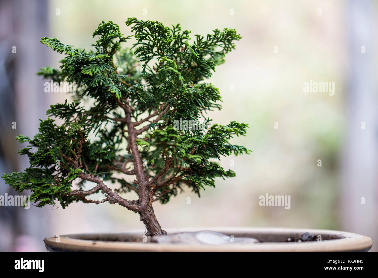 In der Nhe von Bonsai Baum gegen Fenster Stockfotografie - Alamy