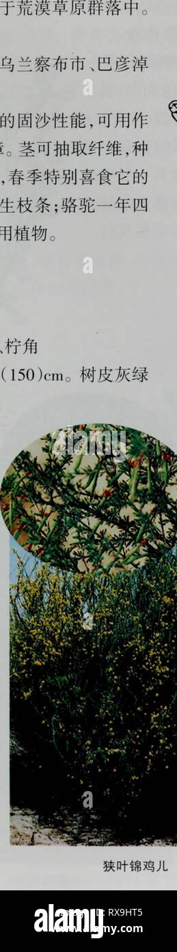 E er Duo si Zhi e er Duo si Zhi wu Zhi eerduosizhiwuzhi 01 wuji Jahr: 2007.7 - Çªï¼ç¿aeç ¼ç Ï¼ä çåå½ £¢'ç" ¯ Ï¼é¾éª aeaeaeªå½¢¨ç ae¯ç¿ £ £ ¼ç ç" ç - Ï¼å-ae¿ å¯è¢"ç°Ç½è²é ¿¯ãèaeåç aeae-å½¢Ï¼é¿ 2-3 cm, Å¹¼ae¶ è¢"ae ¯ ãè±ae 5 Aeï¼aeae 6-7 aeã çå¢ åå'±ae çae ¤ ¤ £ çãae çäºèae¼ èåç¾ È½ä'-à è § äºae - é¦ aeaeµaeae" È¾¾ae ¨ à åå' ¤ é¡ èå äºå aeé - Åçãä¹å°å¯å'å·¿ ãå ·'å½¦ae · å°å'ã ç" aeµç ¨ éae € åç§ å · aeè¯å ¥ § ½Çåºae²Ae È½ï¼å¯ç¨ ä½ Èåºae¹è çè ¡ ¯ ¥ ae-ae½åçº Ä½ae²éãèå aeaeaeae ¤ ¯¤ ç"'Ï¼ç § å - å¯ae¦ ¨ Ae²¹ãç" Μç¾ãå ± ç¾åä¹éé Ï¼ae ¥ å £ £ £ åé Ç¹å" å® ç È ± Ï¼å¶ å® - £ £ Ä¹aeéé åå å® çaeae Çå½å¹'¡Ï¼è · ¯ èµä'å¹'å å - £ £ åä¹éé Ï¼å aeae¡å¶±Å ¥ ½é äºè ¯ ¥ ¤ çã ²ç" ae 3.ç å¶é¦-é'¡å¿ Caragana stenophylla Pojark. Èå åçº å"¢ ae ae ¡¢ Ãç¾ae è § ãçº åºãae è § å½¢Aeç¹å¾ç® çae ¨ Ï¼é " 15-7 Stockfoto
