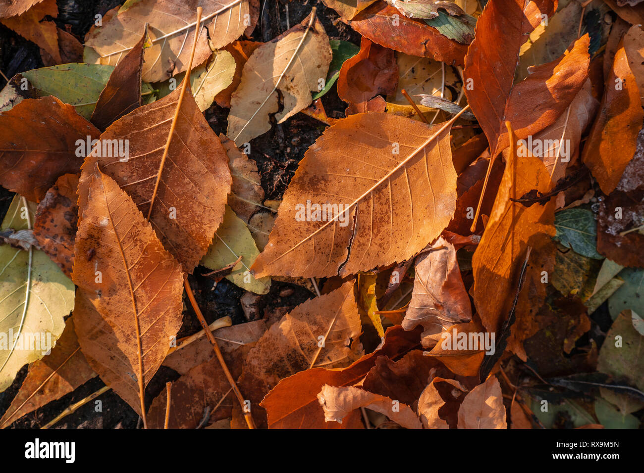 Hohe Betrachtungswinkel der Blätter im Herbst auf dem Feld Stockfoto