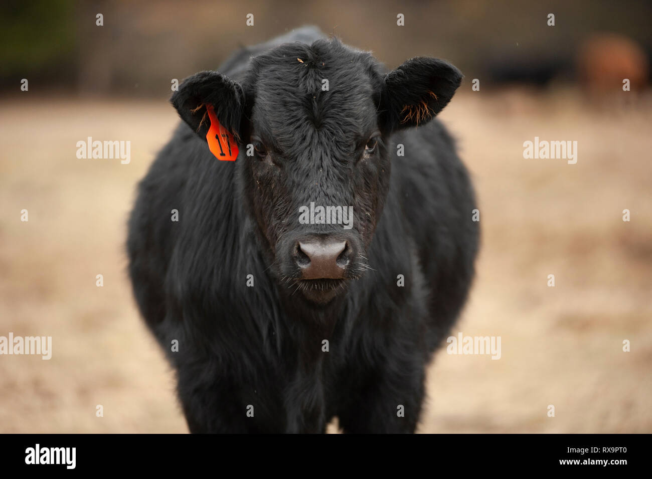 Portrait der Kuh, stehend auf dem Feld am Bauernhof Stockfoto