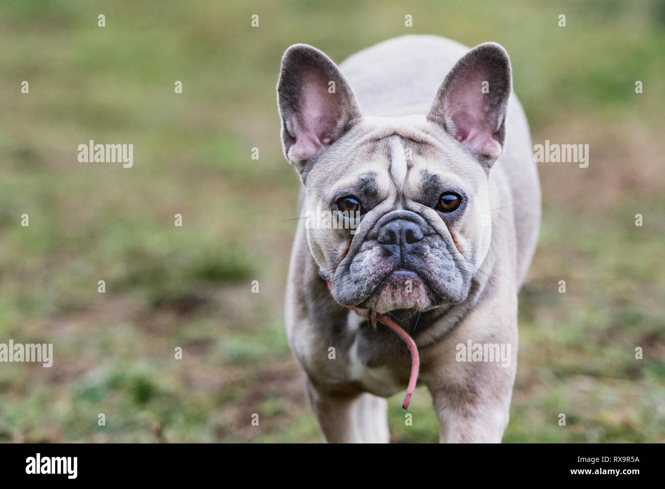 Französisch Bulldog Stockfoto