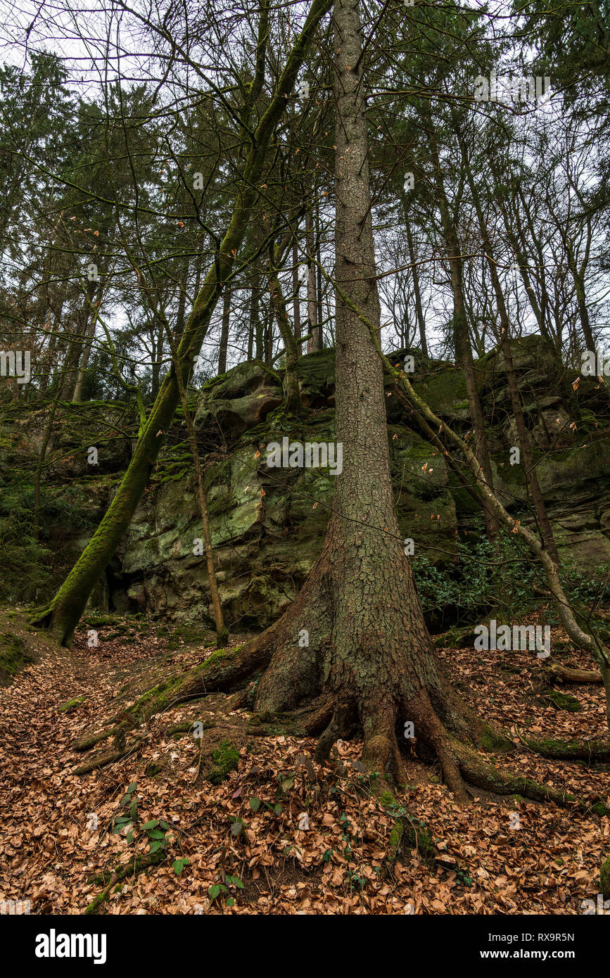 Wanderweg in die kleine Schweiz, Region Müllerthal. Stockfoto