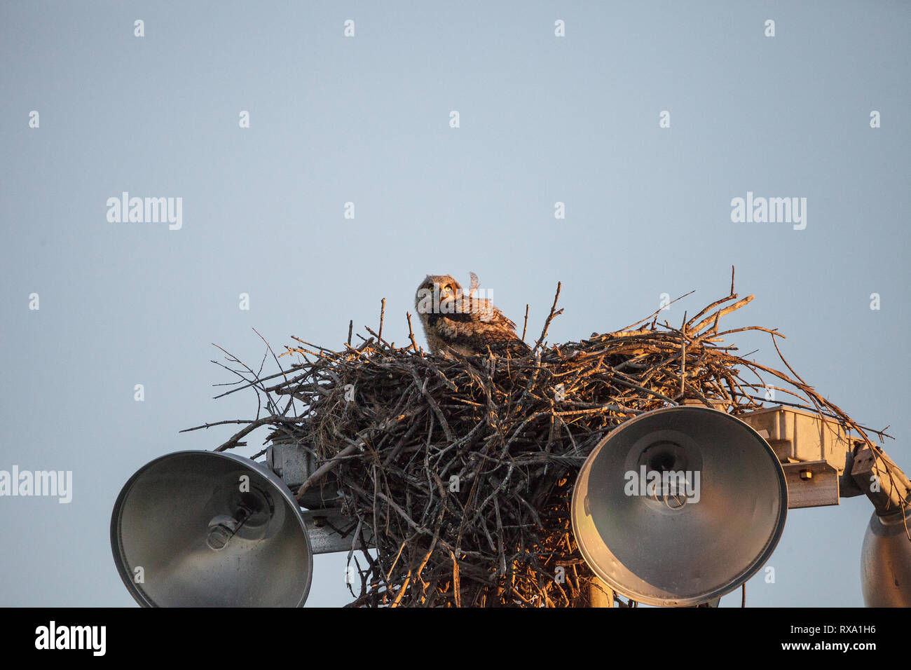 Baby great Horned owlet Bubo virginianus Sitzstangen in seinem Nest auf einem Licht post in Everglades City, Florida, USA. Stockfoto