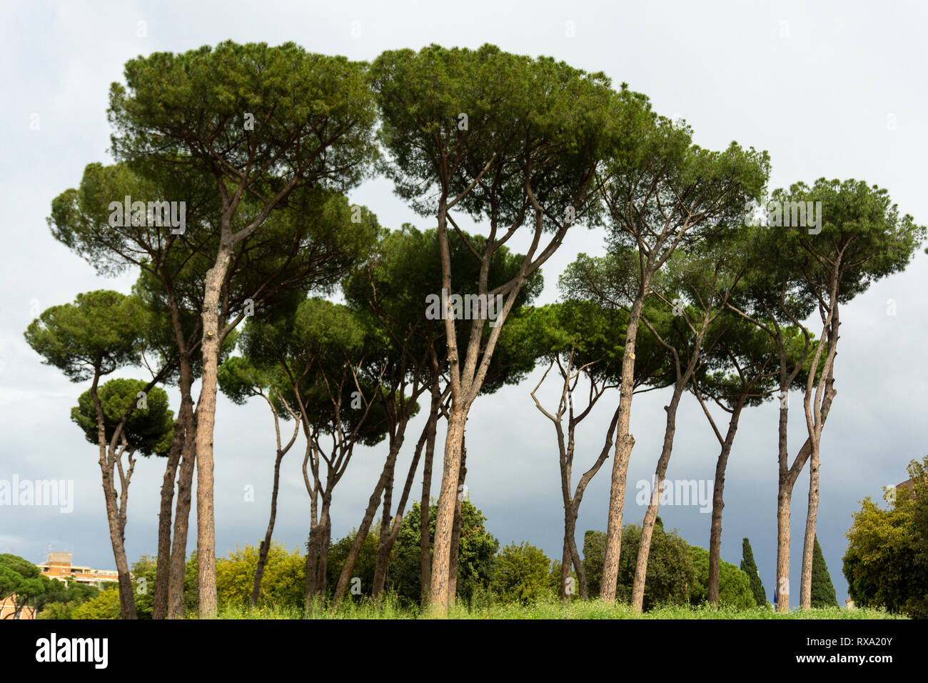 Italienische Pinien Bäumen in Rom. Stockfoto