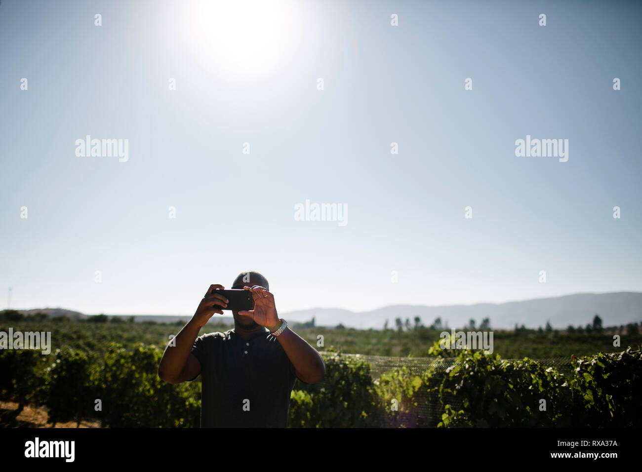 Reifer Mann fotografieren mit Smart Phone und Weinberg gegen die klaren Himmel stehen während der sonnigen Tag Stockfoto