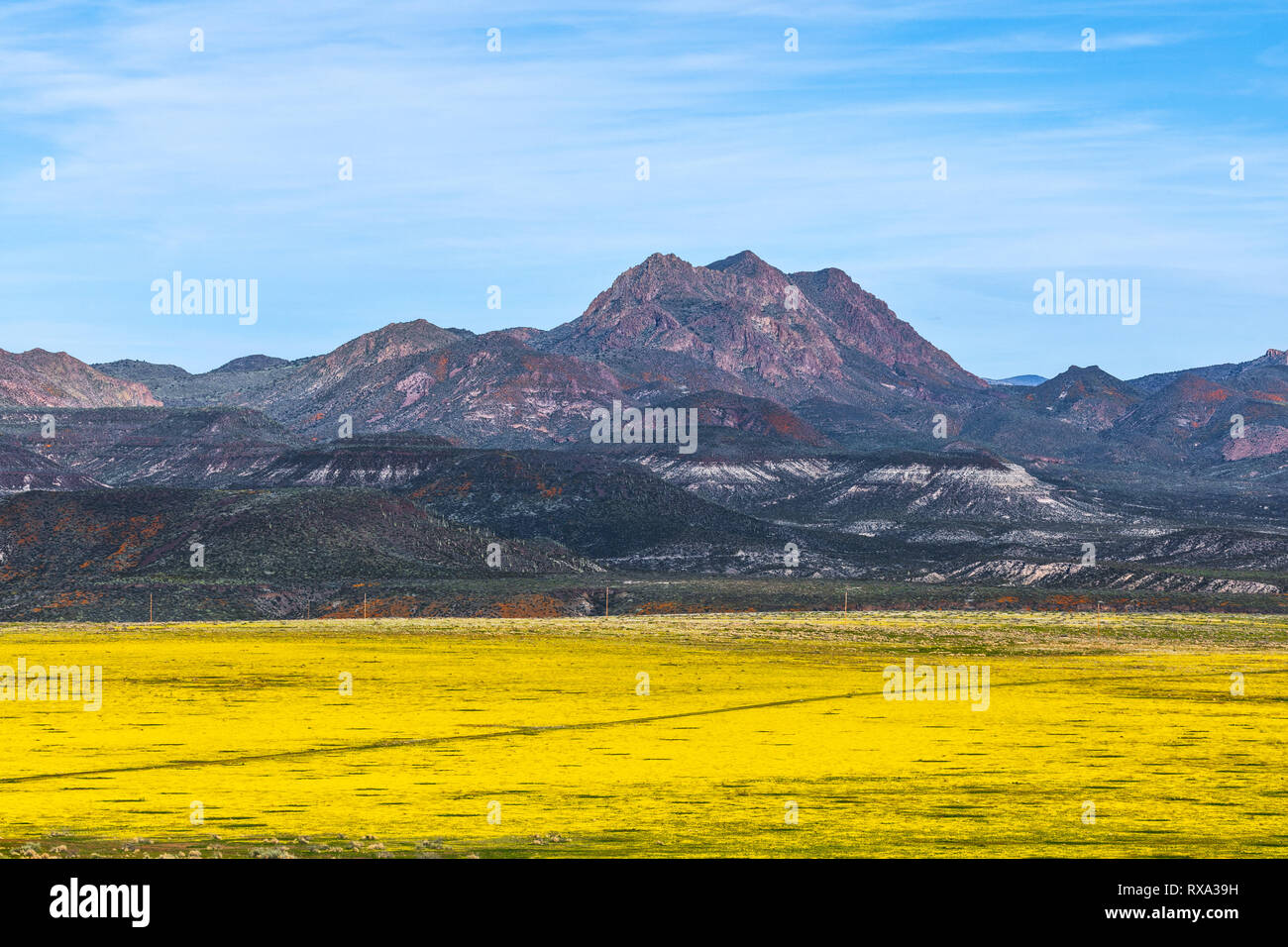 Frühlingsblumen bedecken den Wüstenboden auf Peridot Mesa in der Nähe von San Carlos, Arizona, USA Stockfoto