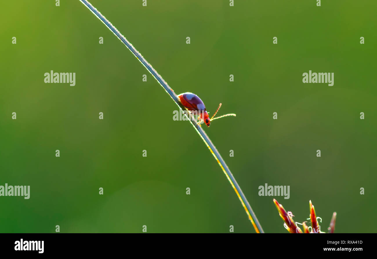 Close-up von winzigen Fehler hocken auf pflanzlichen Stammzellen Stockfoto
