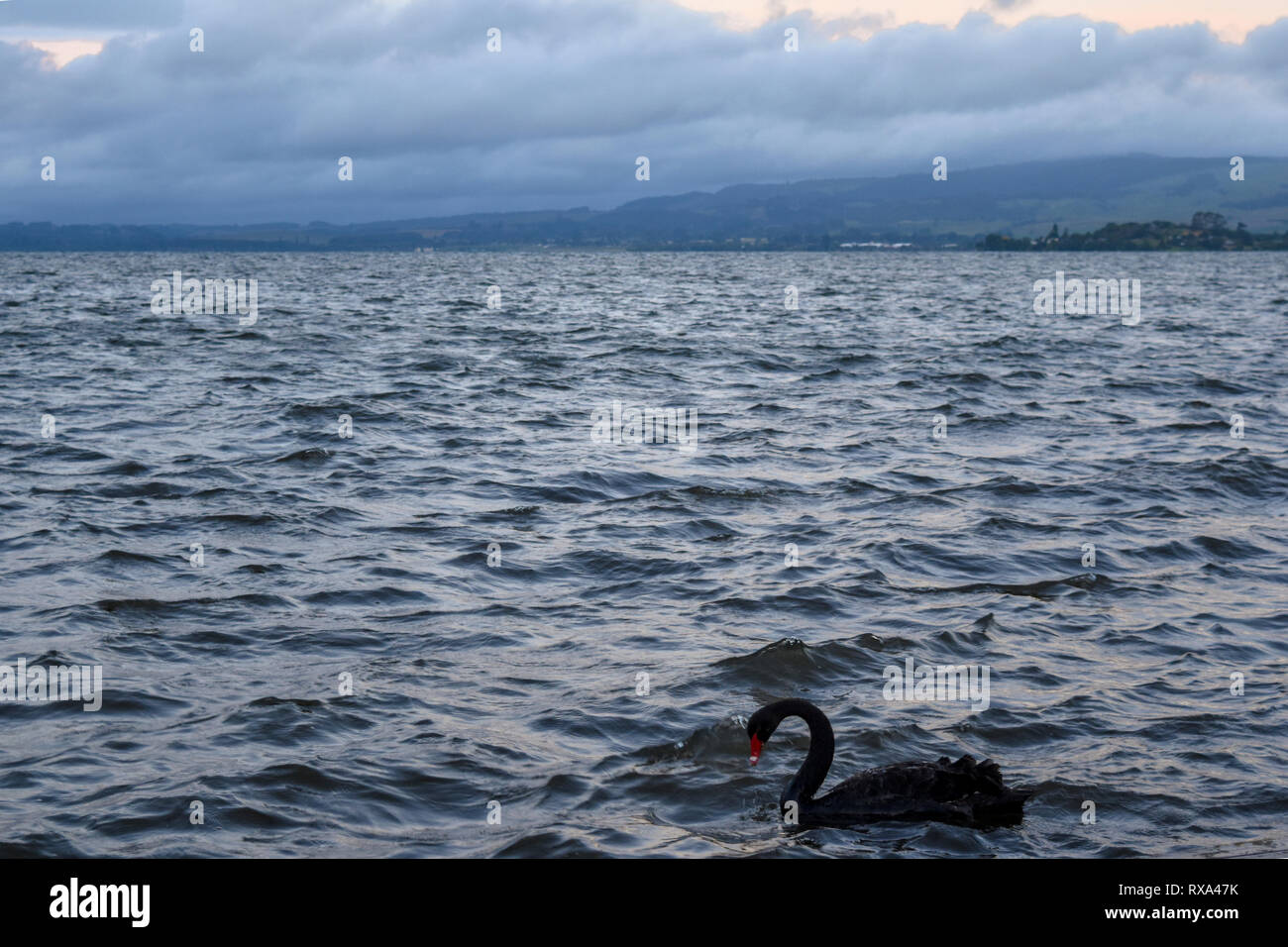 Schwarzer Schwan Schwimmen auf dem See gegen bewölkter Himmel bei Sonnenuntergang Stockfoto