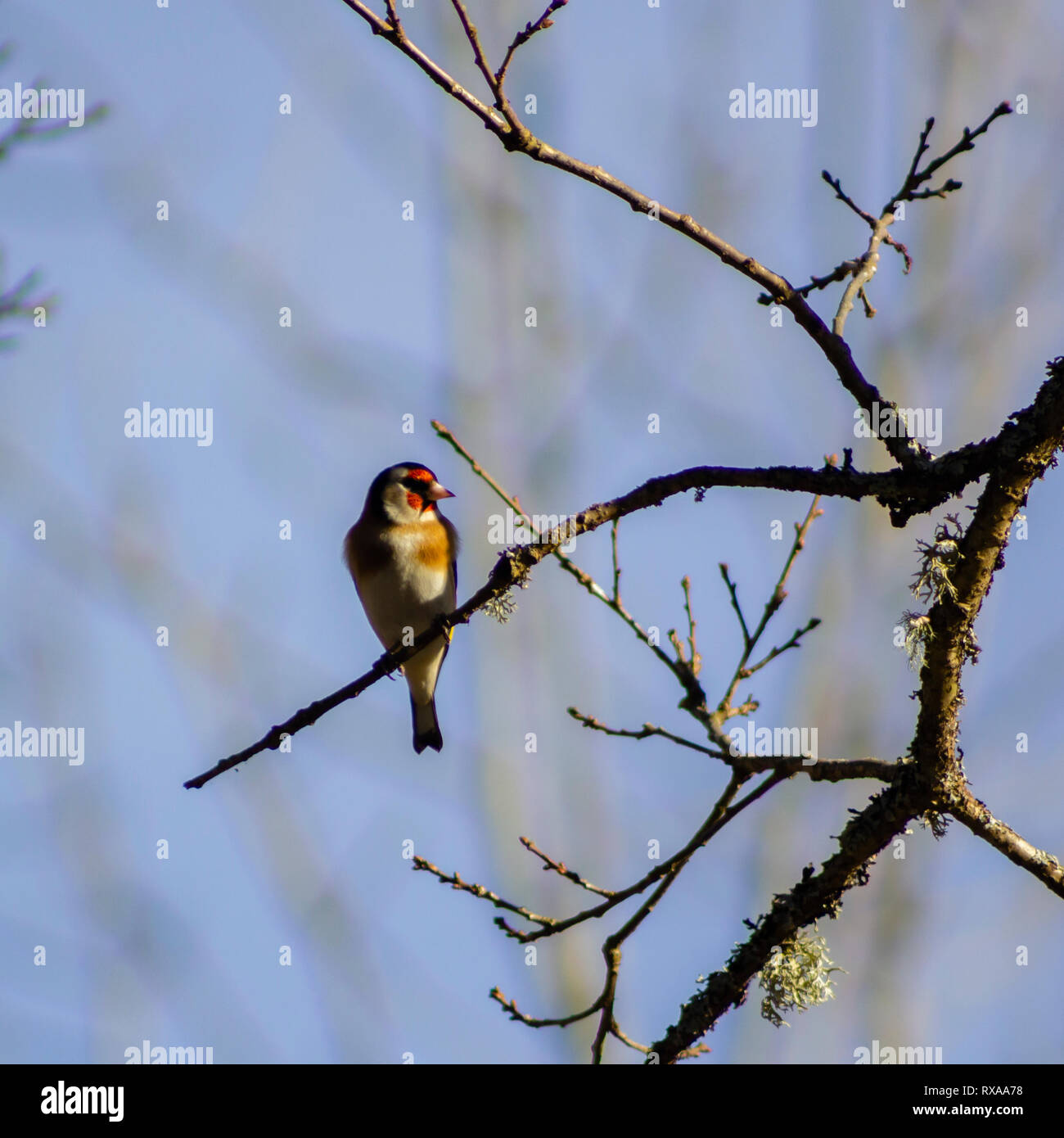 Goldfinch sitzen auf einem Baum in einem Wald, mit Blick auf die Seite und ist im Profil fotografiert. Gerader Haltung. Stockfoto
