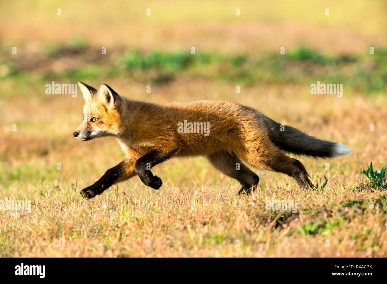 Red Foxes (Vulpes vulpes), San Juan Island, Washington State, USA Stockfoto