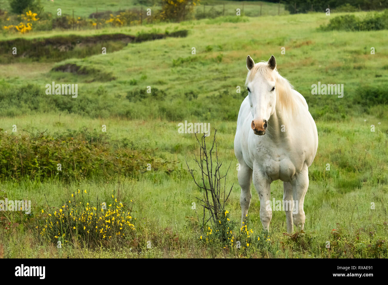 Pferd im Feld (Equus ferus Caballus), Whidbey Island, Washington State, USA Stockfoto