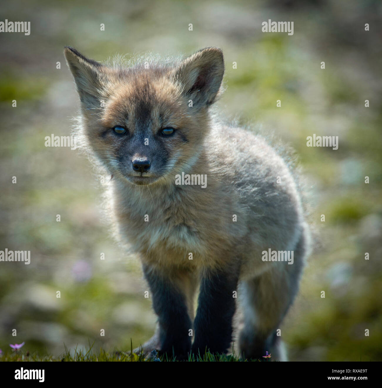 Ein Cross Fox pup stehend in einem Feld voller wilder Blumen. Kreuze sind teilweise melanistic Farbe Variante der Red Fox, Vulpes vulpes. Stockfoto