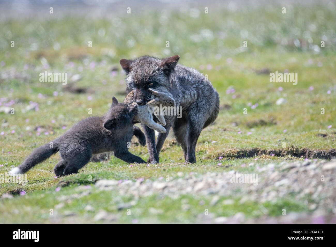 Ein erwachsenes Weibchen Cross Fox mit dem Kit Holding es Rabit fangen in einer Wiese voller Wildblumen; die Cross Fox ist ein teilweise melanistic Farbe Variante der Red Fox (Vulpes vulpes). Stockfoto