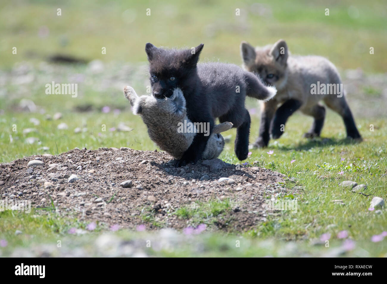 Zwei Cross Fox Kits, einer mit der Mütter Rabit fangen in den Mund laufen proundly durch eine Wiese voller Wildblumen; die Cross Fox ist ein teilweise melanistic Farbe Variante der Red Fox (Vulpes vulpes). Stockfoto