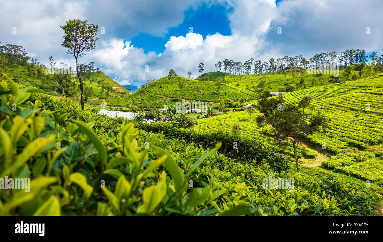 Berühmten grünen Tee Plantage Querformat von Lipton Seat, Haputale, Sri Lanka. Stockfoto
