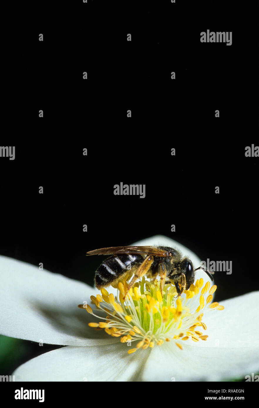 Halictid Schweiß Biene auf Kanada Anemone, Saskatchewan, Kanada Stockfoto
