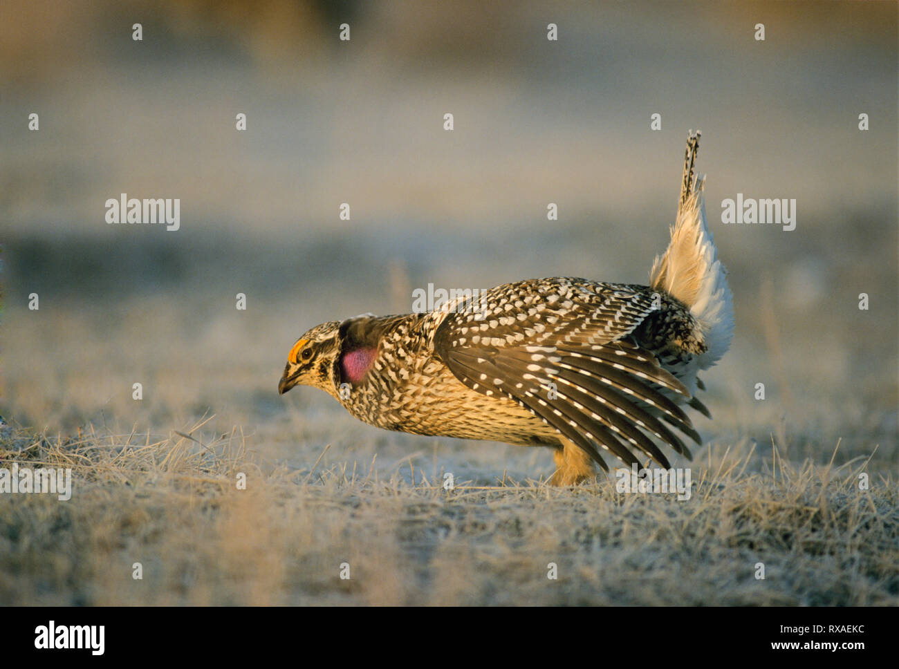 Männliche Scharfe-tailed Grouse, Tympanuchus phasianellus, Anzeigen auf dem tanzen Lek im Frühjahr, Saskatchewan, Kanada Stockfoto