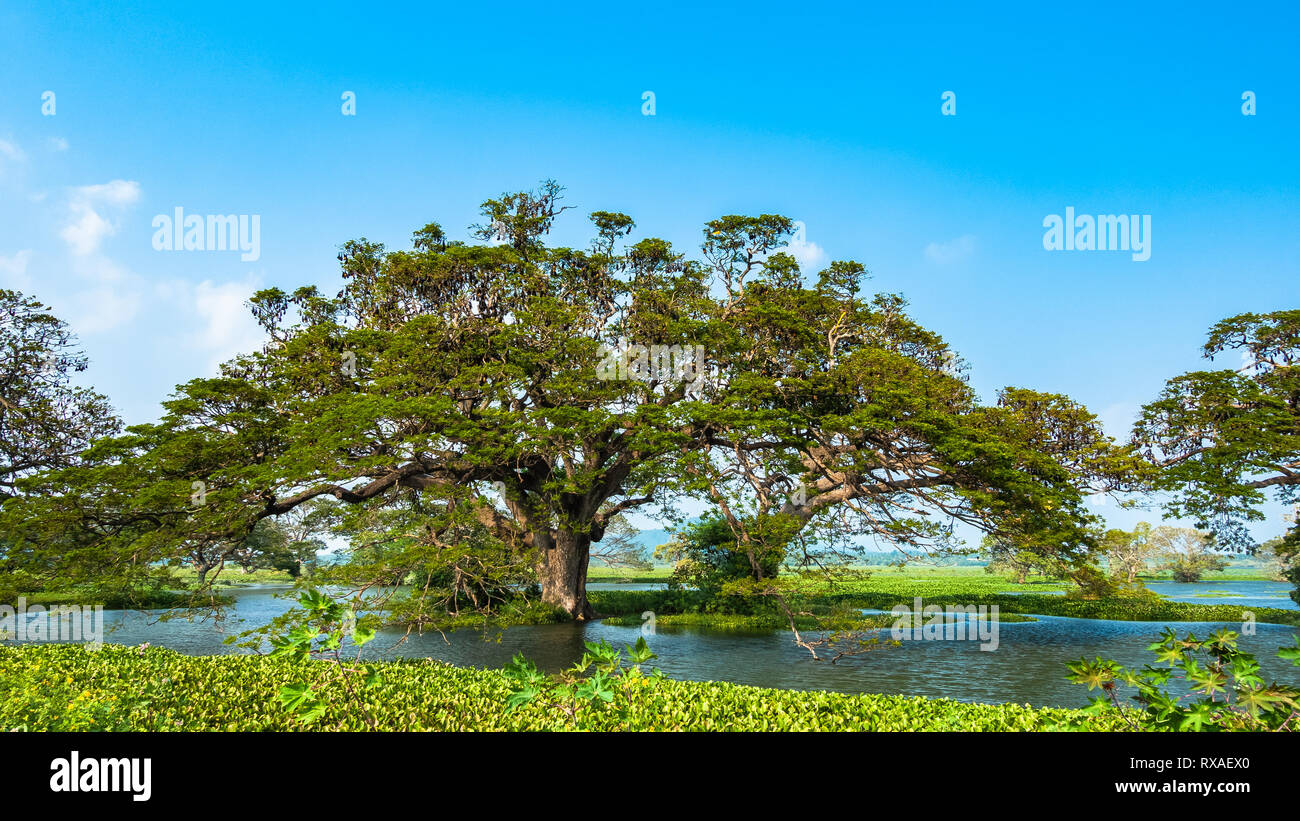 Obst bat Bäume. Horezu, Sri Lanka. Stockfoto