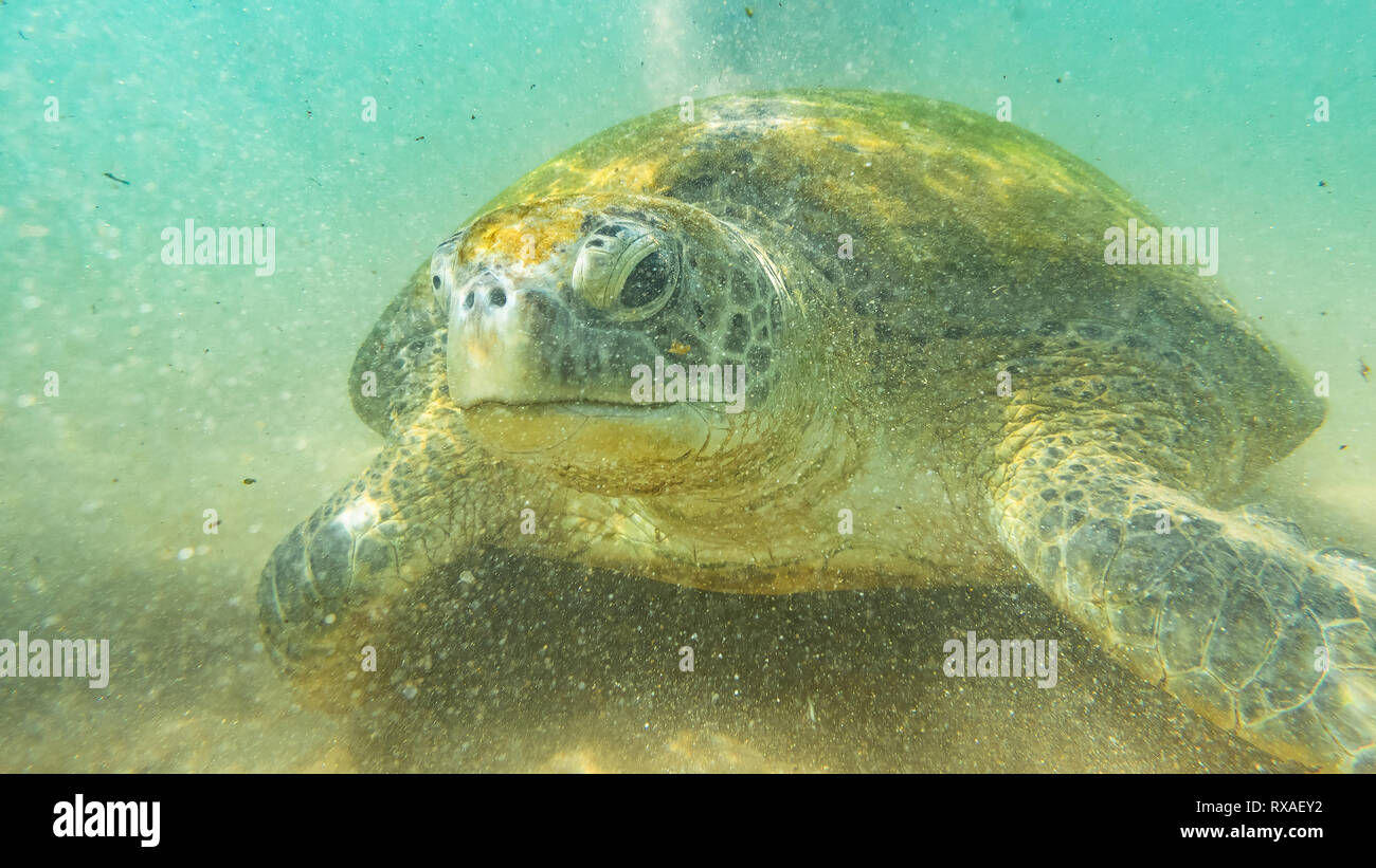 Unterwasser Fotografie. Sea Turtle. Hikkaduwa, Sri Lanka. Stockfoto