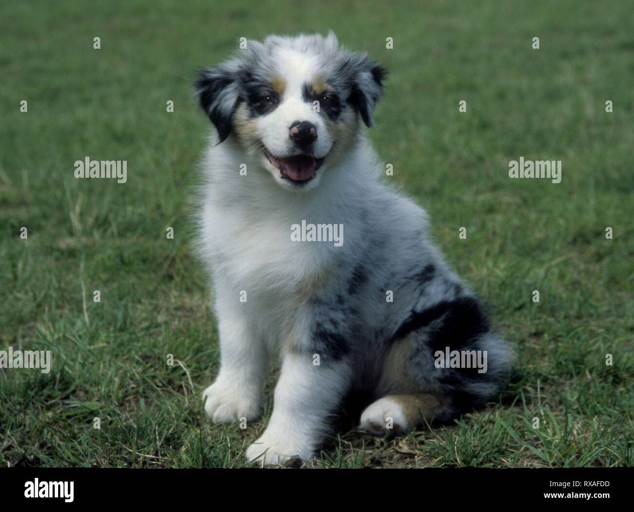 Australian Shepherd Welpen Sitzen Im Gras Mit Einem Lacheln Auf Dem Gesicht Stockfotografie Alamy