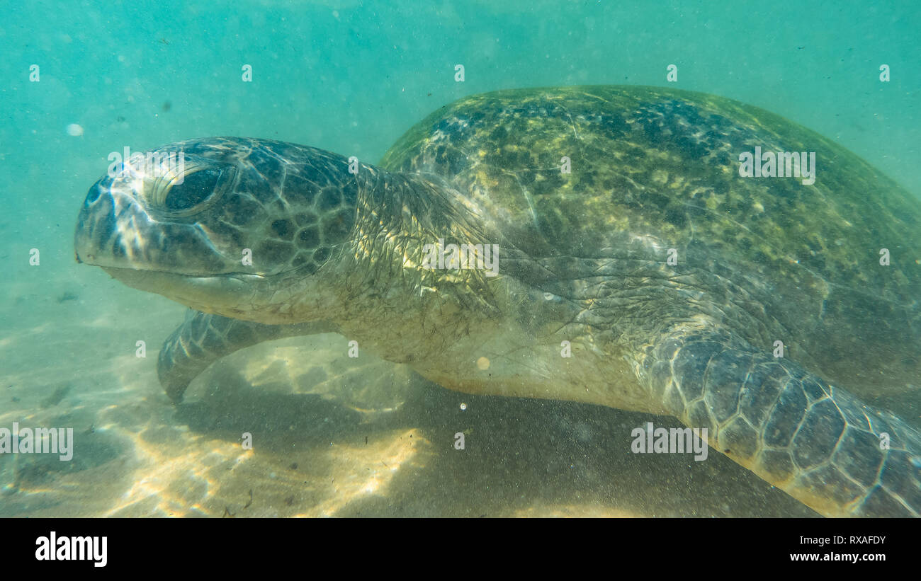 Unterwasser Fotografie. Sea Turtle. Hikkaduwa, Sri Lanka. Stockfoto