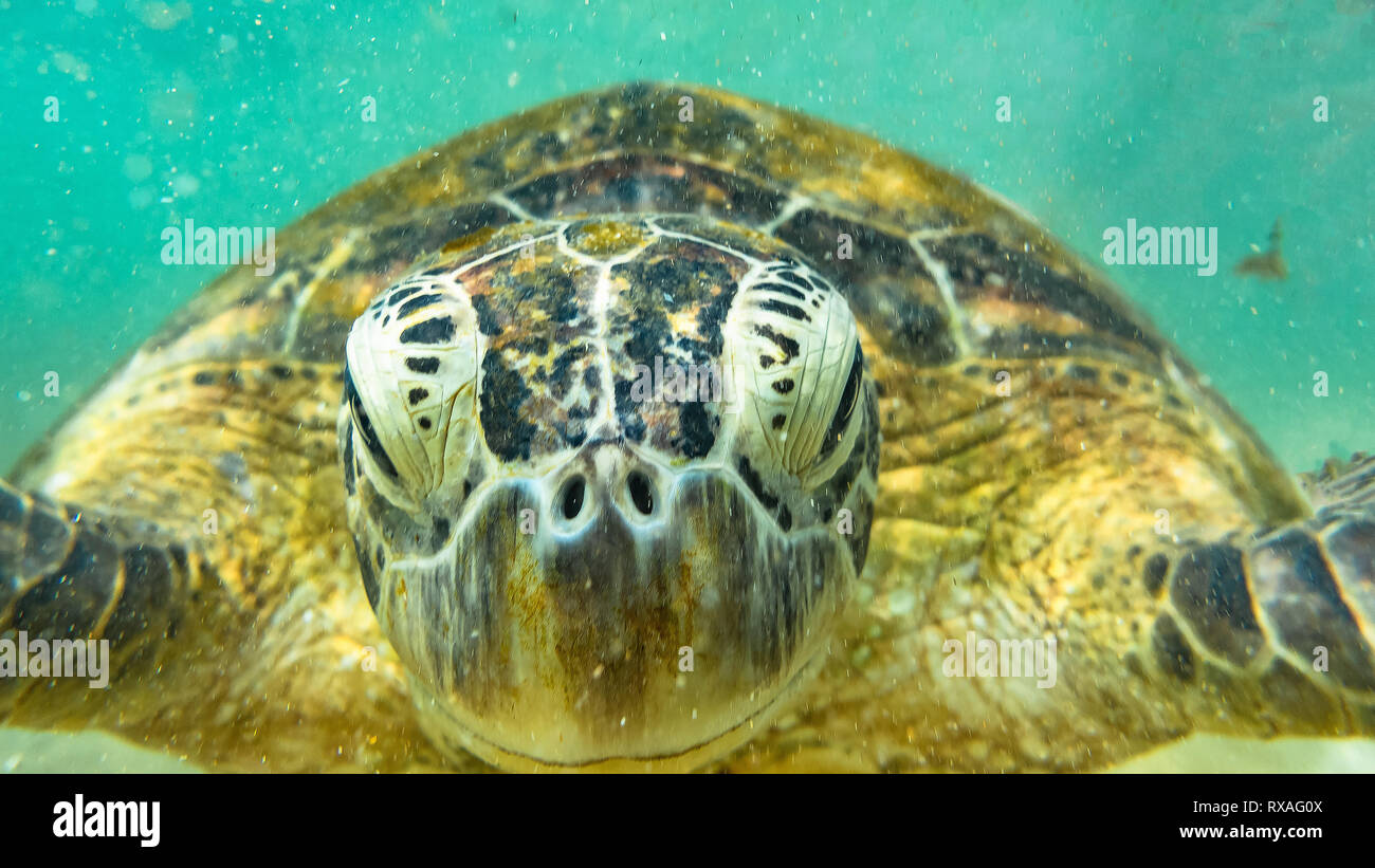 Unterwasser Fotografie. Sea Turtle. Hikkaduwa, Sri Lanka. Stockfoto