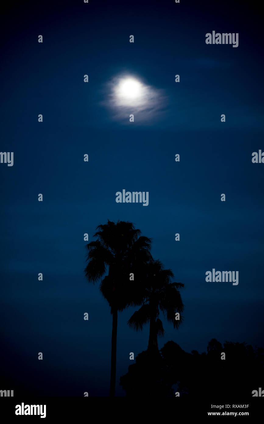 Silhouette Palmen mit einem surrealen Vollmond. Fine Art Fotografie. Exklusive Bild. Rechte verwaltet Stockfoto