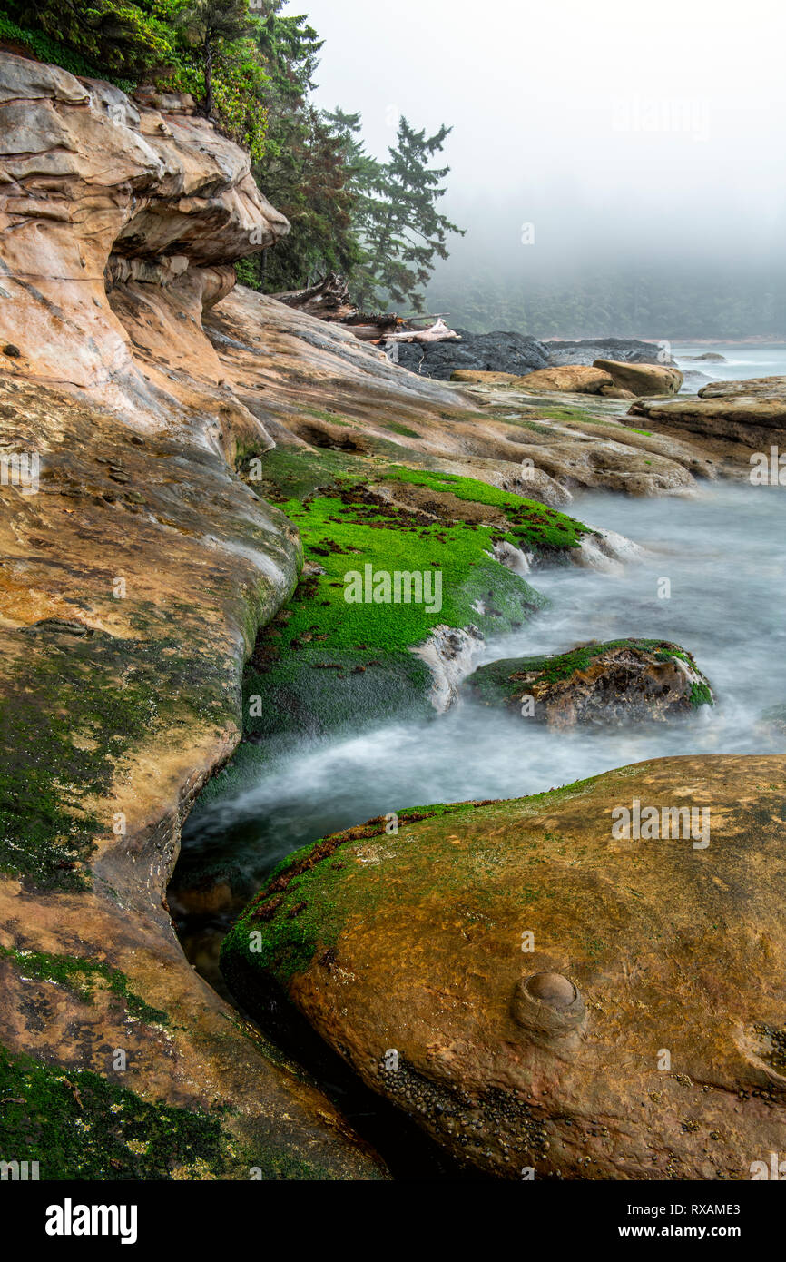 Botanical Beach, Juan de Fuca Trail, Port Renfrew, Vancouver Island, BC, Kanada Stockfoto