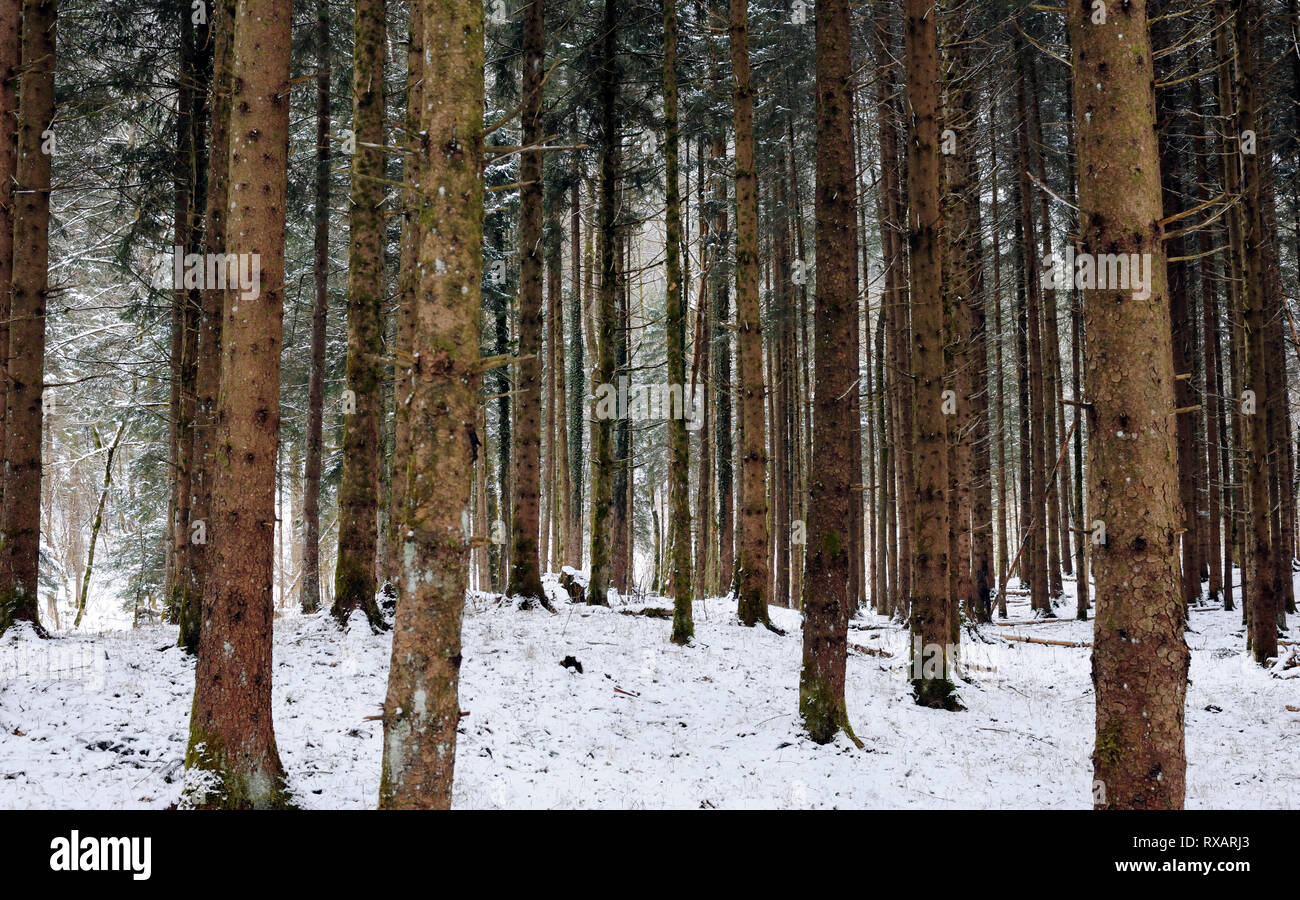 Bäume auf schneebedeckten Feld im Wald im Winter Stockfoto