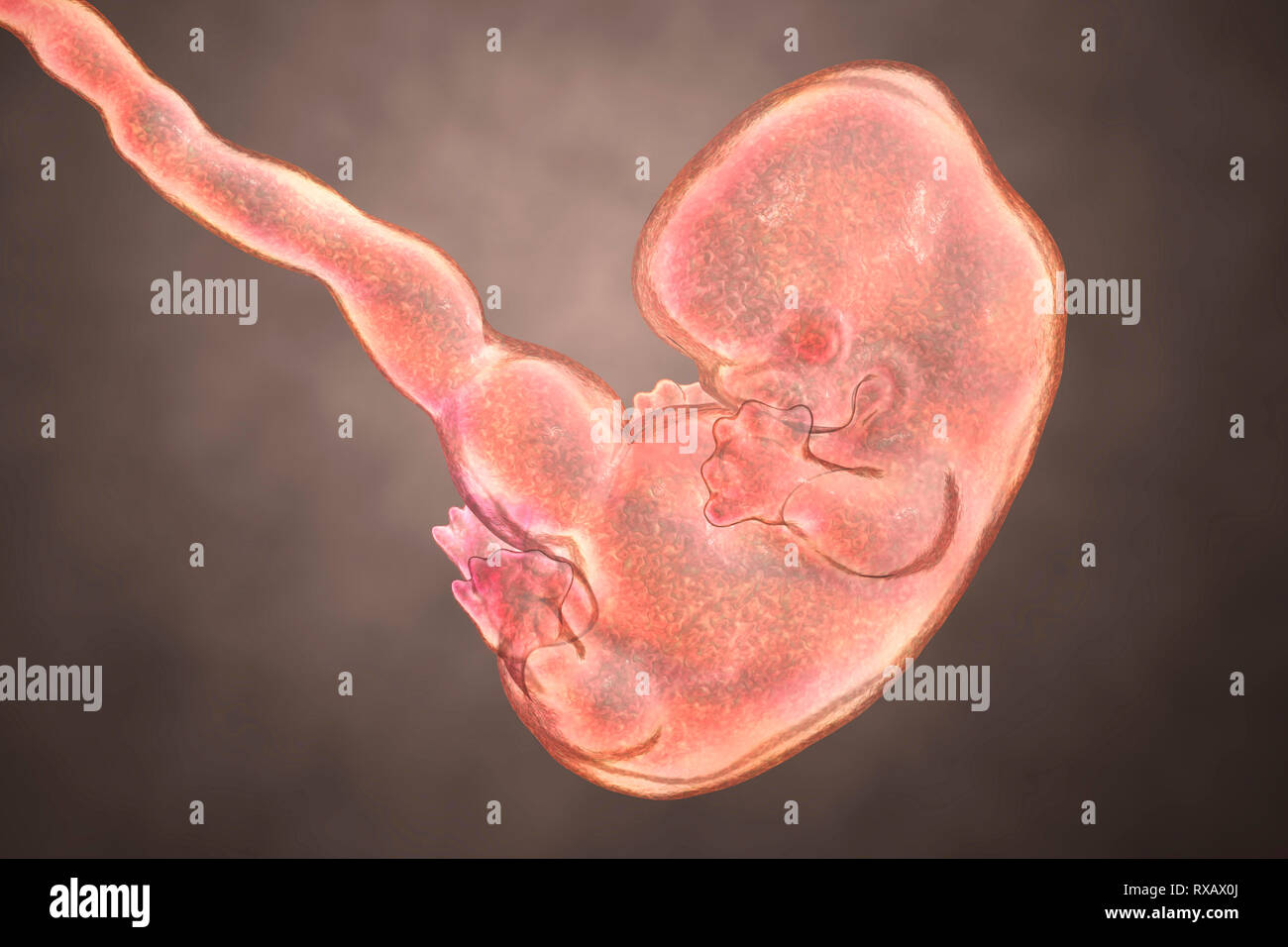Menschliche Embryos, 7 Wochen, Abbildung Stockfotografie Alamy