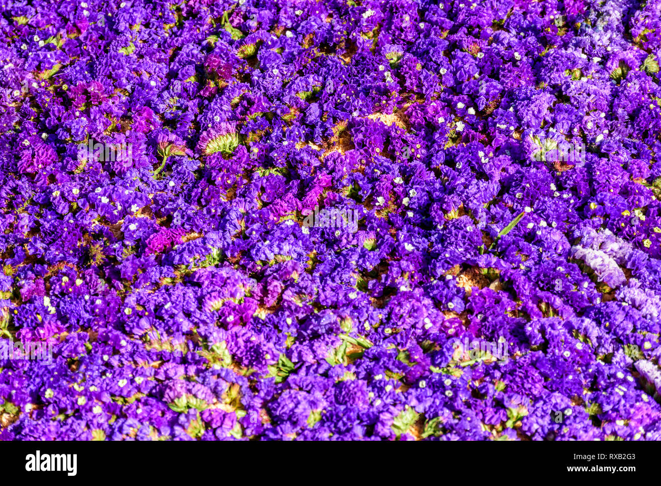 Nahaufnahme des statice Blumen auf Fastenzeit Prozession Teppich in der Stadt mit dem berühmtesten Feierlichkeiten zur Karwoche in Lateinamerika Stockfoto