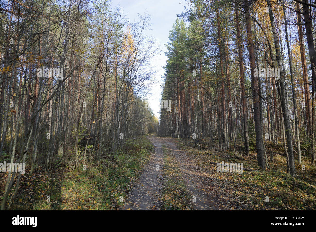 Krasny bor Fotos und Bildmaterial in hoher Auflösung Alamy