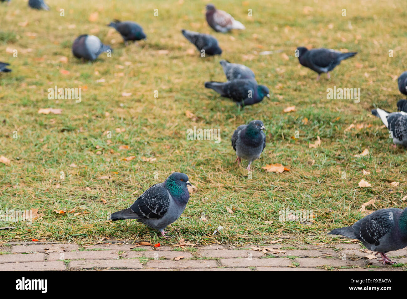 Unsere gefiederten Freunde. Graue Tauben auf dem grünen Rasen. Taube Vögel auf Rasen im Sommer. Herde wilder Tauben. Rock die Tauben. Taube Vogel ist Symbol des Friedens Stockfoto