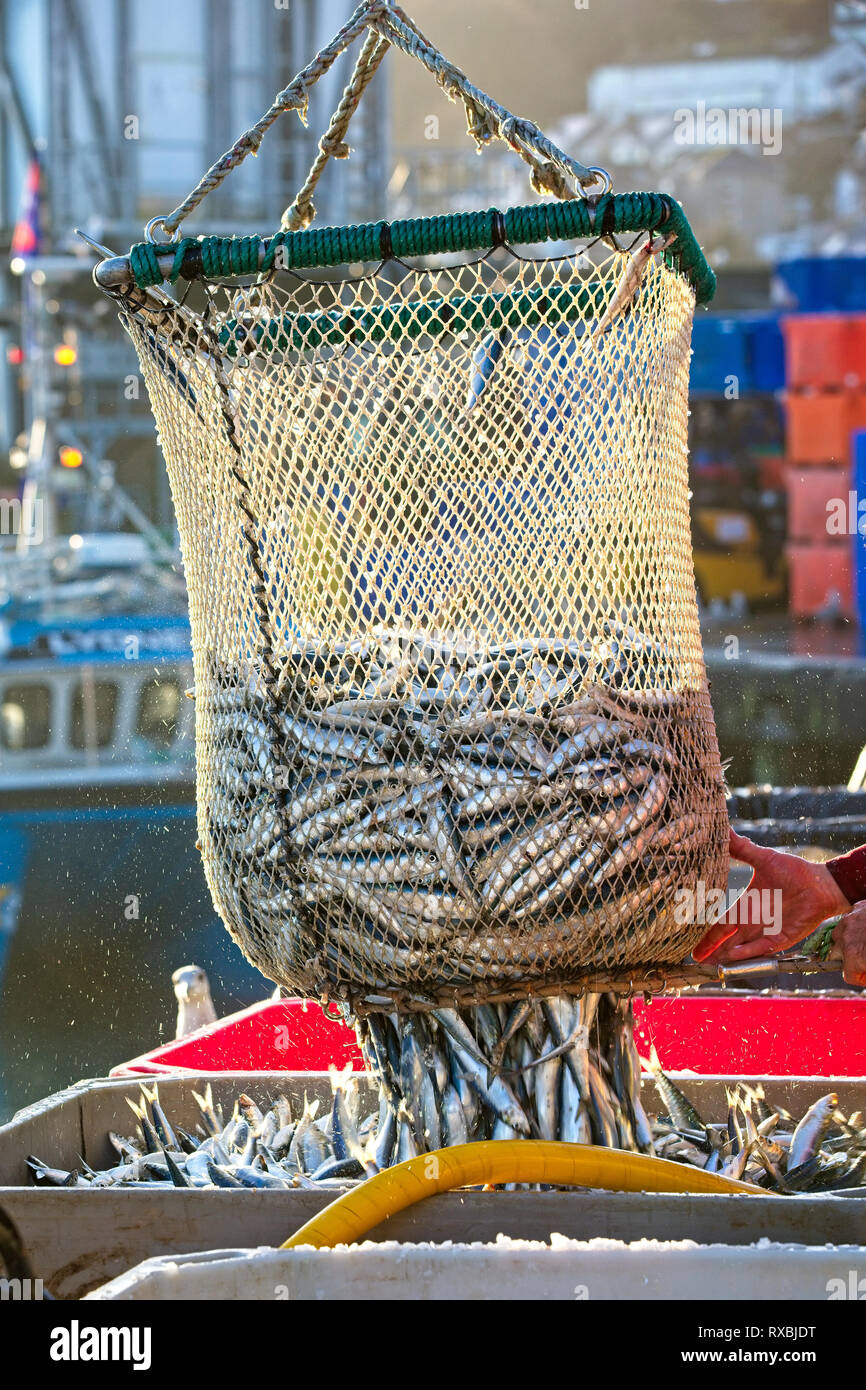 Das Entladen der Fangen, Newlyn Harbour, Cornwall, England, Großbritannien. Stockfoto