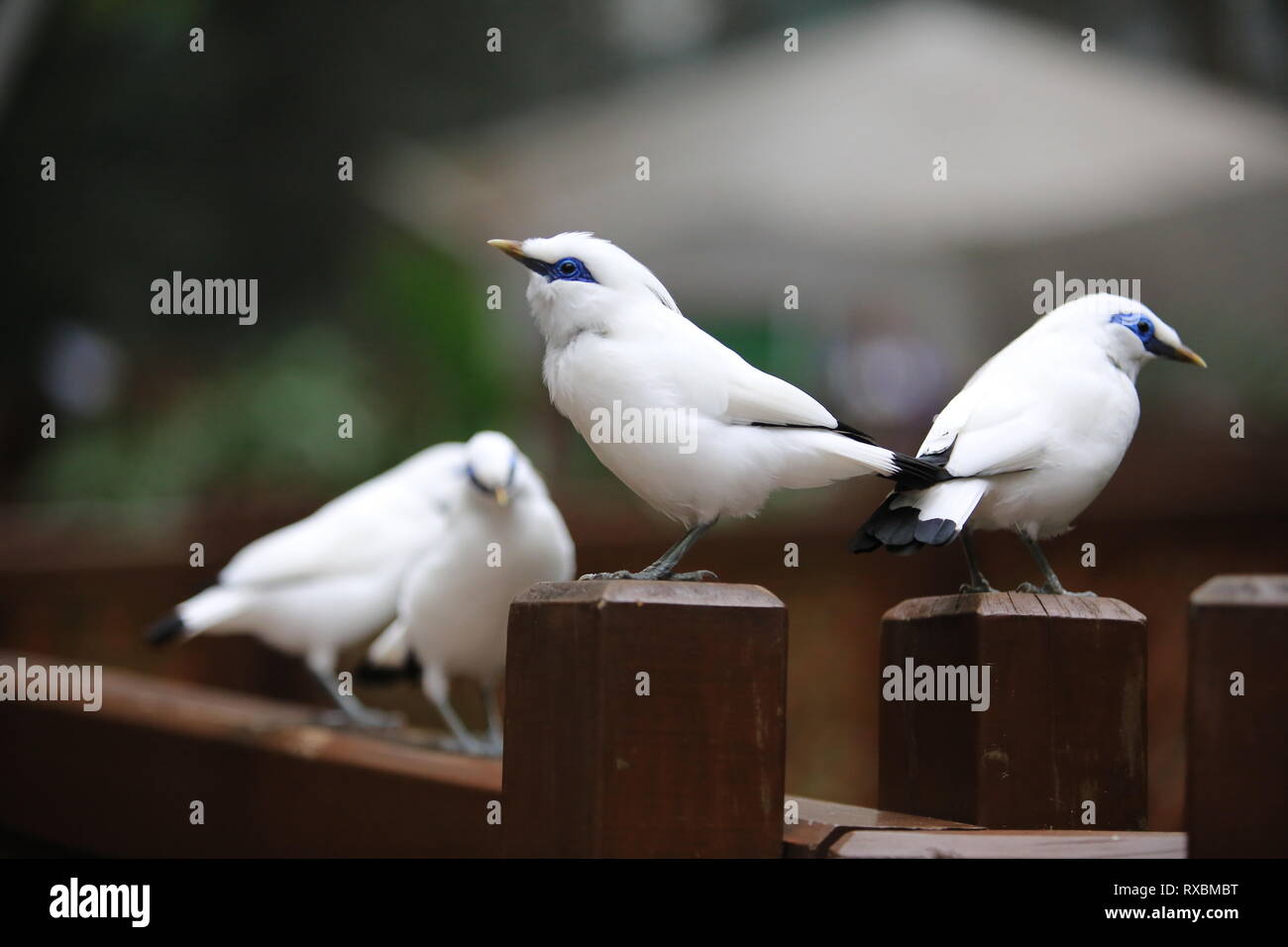 Bali Myna Tanz Stockfoto