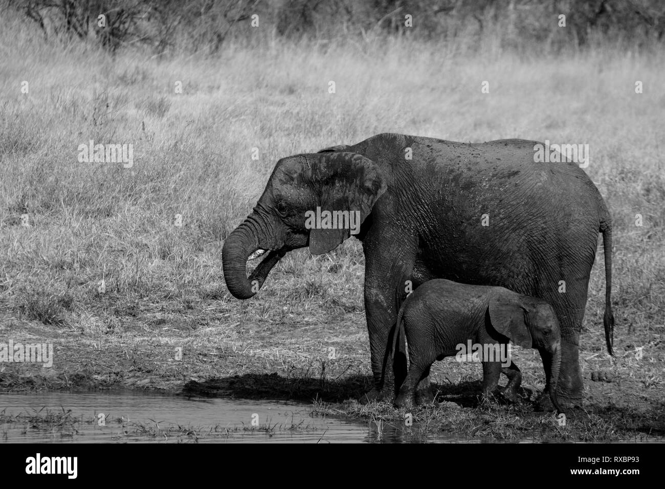 Eine Mutter und ein Wadenelefant, die aus einem Wasserloch im Hwange National Park, Simbabwe, trinken. In Schwarzweiß Stockfoto